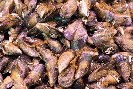 Background of fresh sea shells, Seafood.