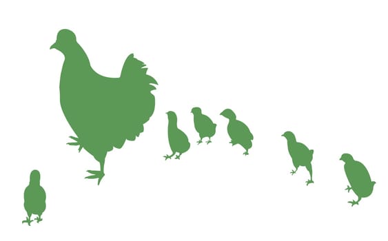 chicken and its chicks,vector
