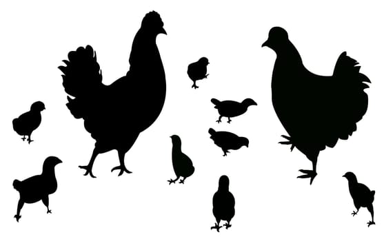 chicken and its chicks,vector