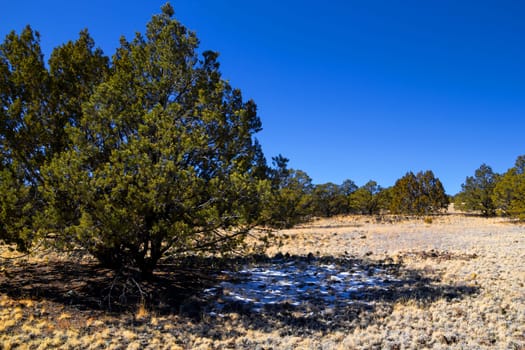 Snow in the shadow under a tree within a sunny prairie like landscape