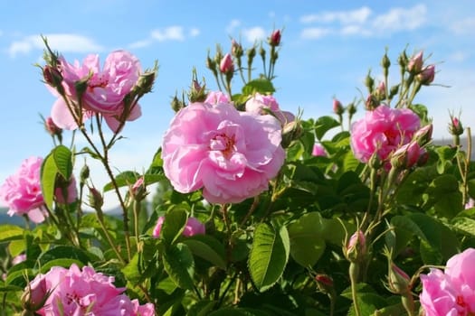 Beautiful pink roses at garden and trees