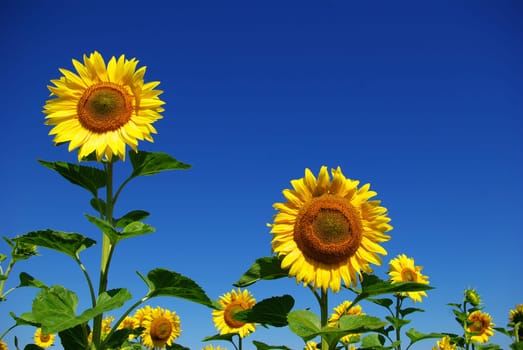 sunflower field over  blue sky