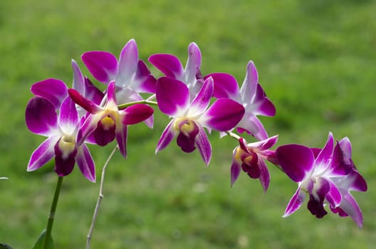 beautiful orchid on green background