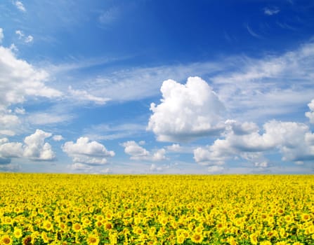 sunflower field over cloudy blue sky
