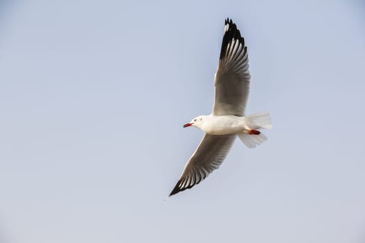 Seagull flying gracefully on the sky