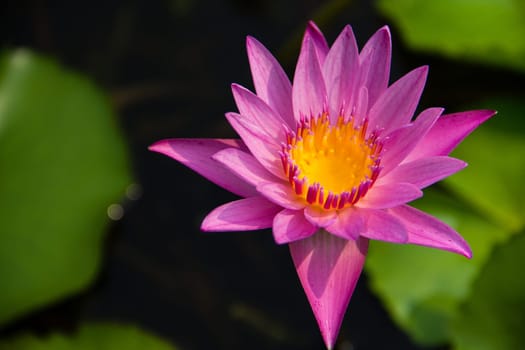Purple Lotus with in lotus pond