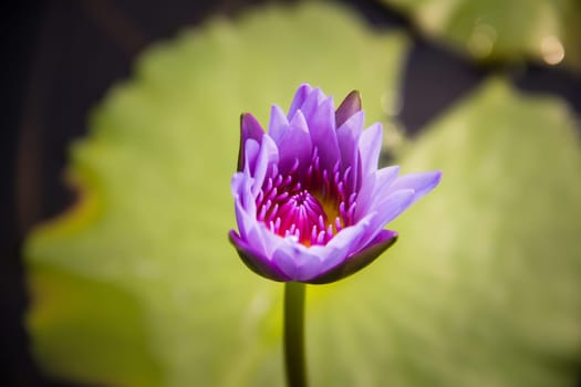 Purple Lotus with in lotus pond