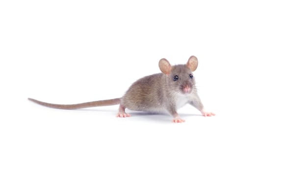 rat isolated on white background