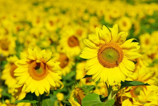 Closeup of a bright yellow sunflower
