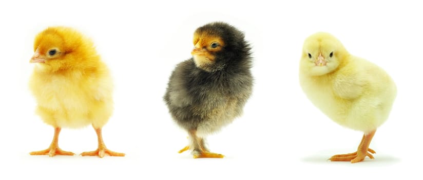 Cute little baby chicken isolated on white background