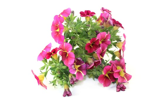 pink yellow petunias against a white background
