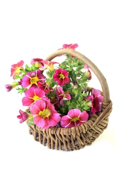 pink yellow petunias against a white background