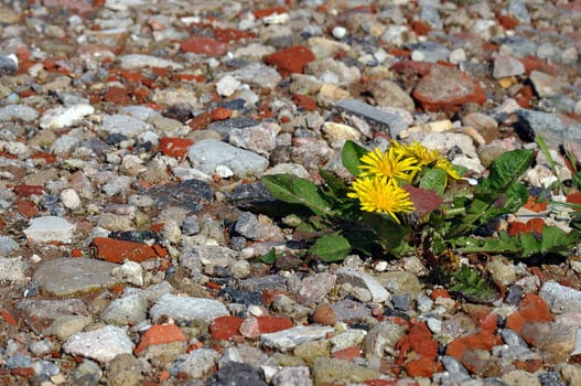 Dandelion on gravel path
