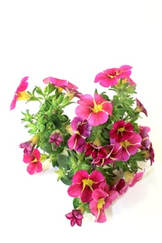 pink yellow petunias against a white background