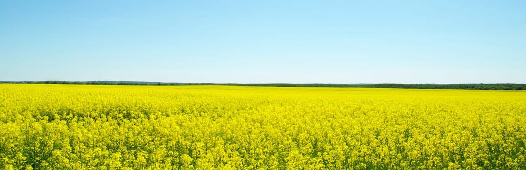Rape field and clouds in sky