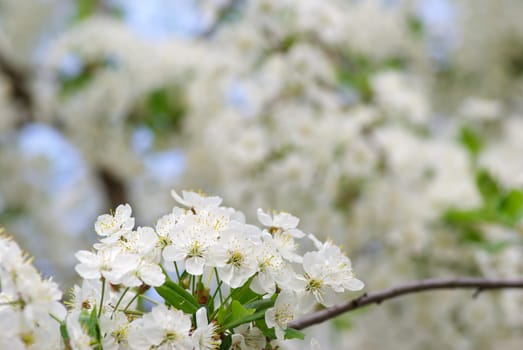 Close up of the cherry blossoms