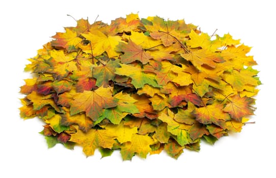 autumn maple leafs isolated on a white