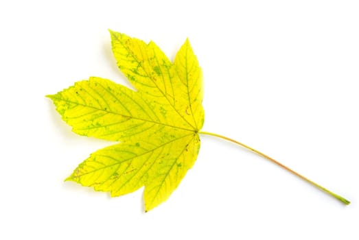 autumn maple leaf isolated on white background