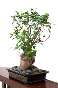 banyan tree with white background
