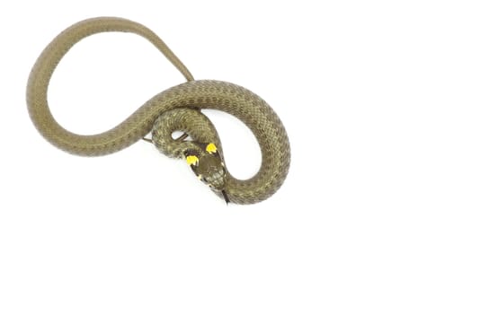 snake isolated on white background
