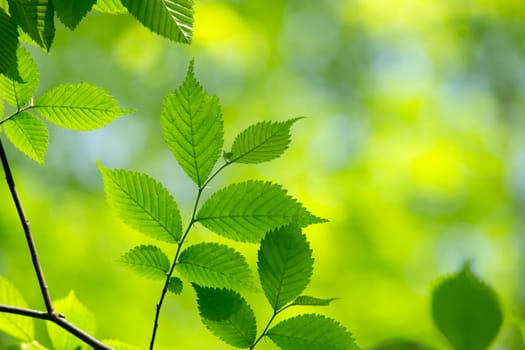 natural green background with selective focus