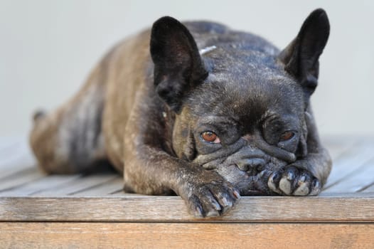 A close up shot of a french bulldog