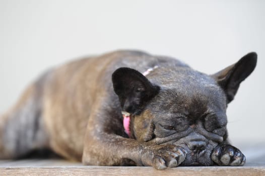 A close up shot of a french bulldog