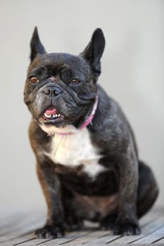 A close up shot of a french bulldog