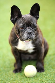 A close up shot of a french bulldog