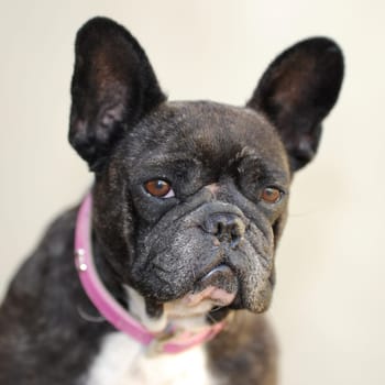 A close up shot of a french bulldog