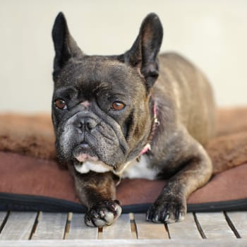 A close up shot of a french bulldog