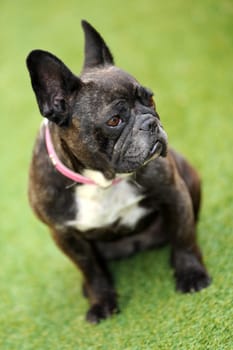 A close up shot of a french bulldog