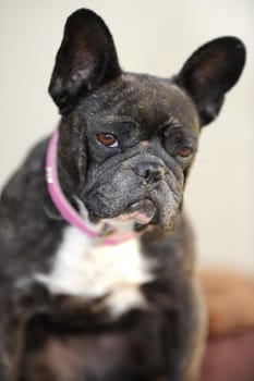 A close up shot of a french bulldog