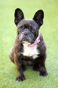 A close up shot of a french bulldog