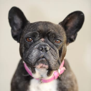 A close up shot of a french bulldog