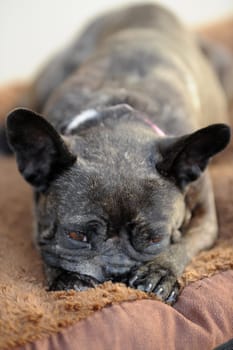 A close up shot of a french bulldog