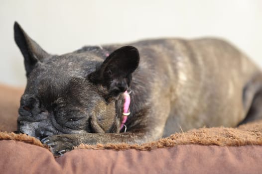 A close up shot of a french bulldog