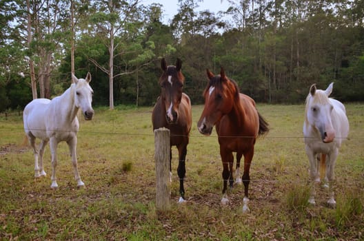 horses on the fence