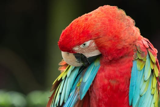 parrot bird sitting on the perch