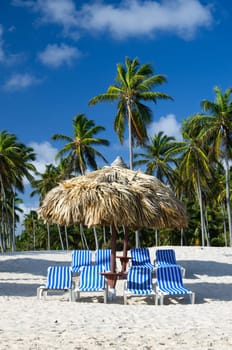 Beach chairs under a palm tree