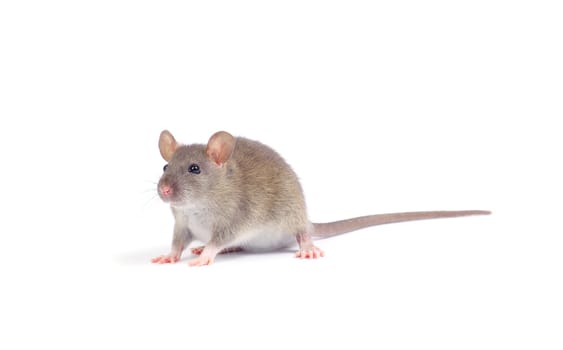 rat isolated on white background