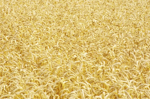 golden wheat field in summer