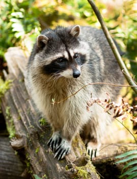 A Raccoon looks happy while stepping up onto a log in the woods