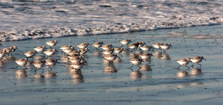 Sandpiers run in a group looking for food back and forth with the tide