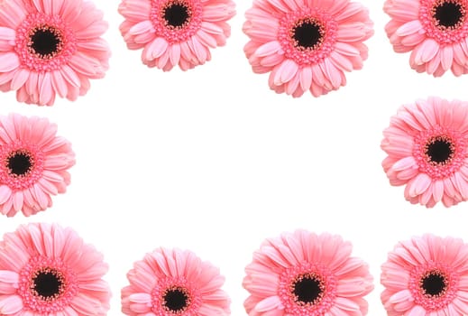 Gerbera