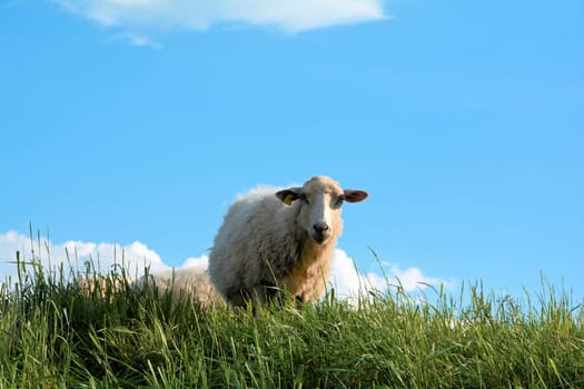 Sheep on a dike near Biederitz