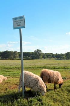 Sheep on a dike near Biederitz