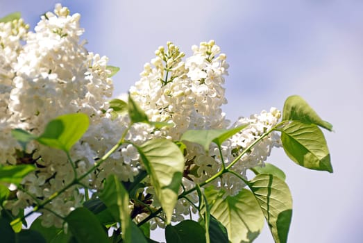 white lilac