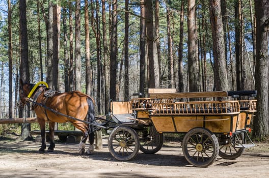 Horse-drawn carriage in close up