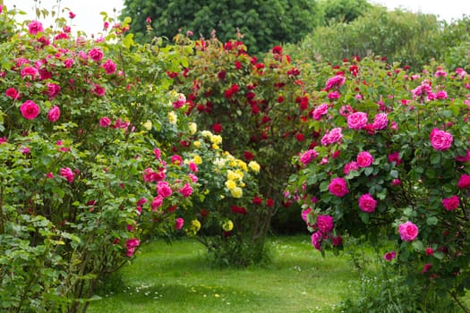 Rose bush,different varieties of roses in the garden